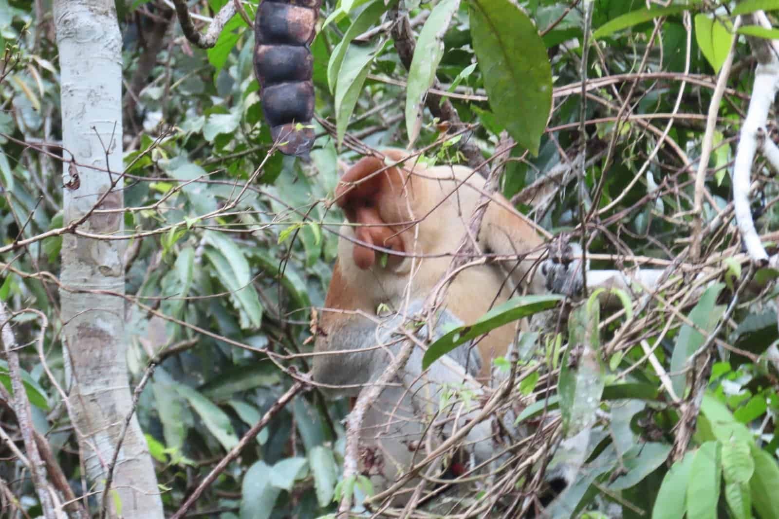 A proboscis monkey in the rainforest foliage of Sabah, Borneo