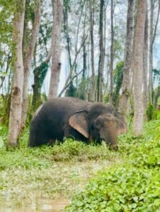 Wild elephant grazing in a lush green forest wetland
