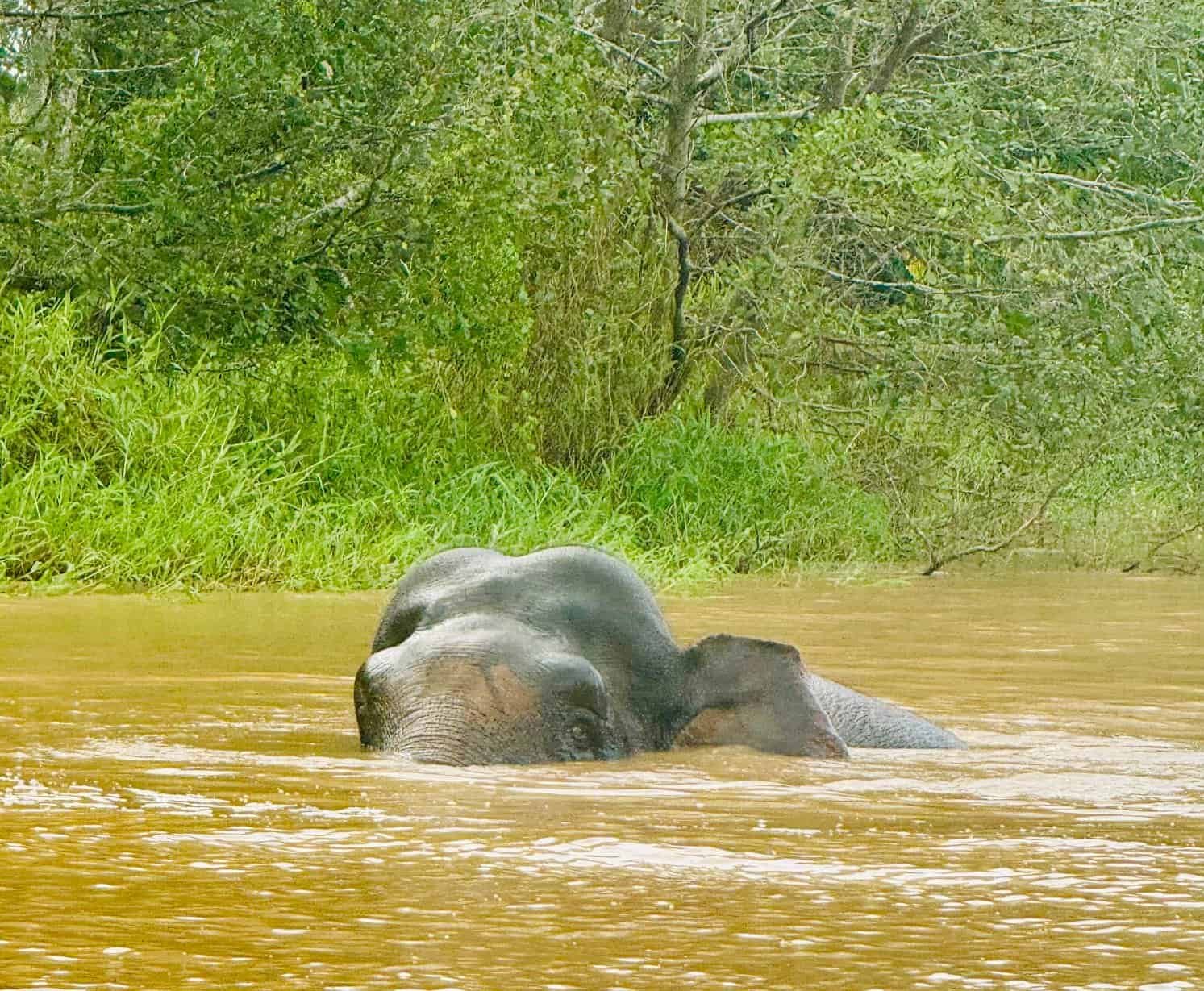 An elephant bathing in a muddy jungle river surrounded by dense greenery in Borneo