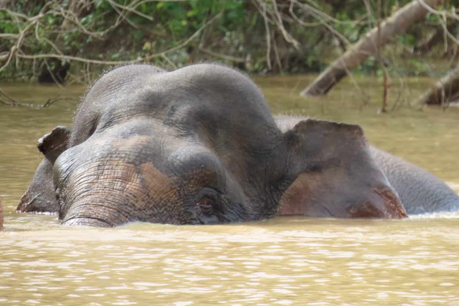 A Borneo pygmy elephant bathing in the river of Sabah